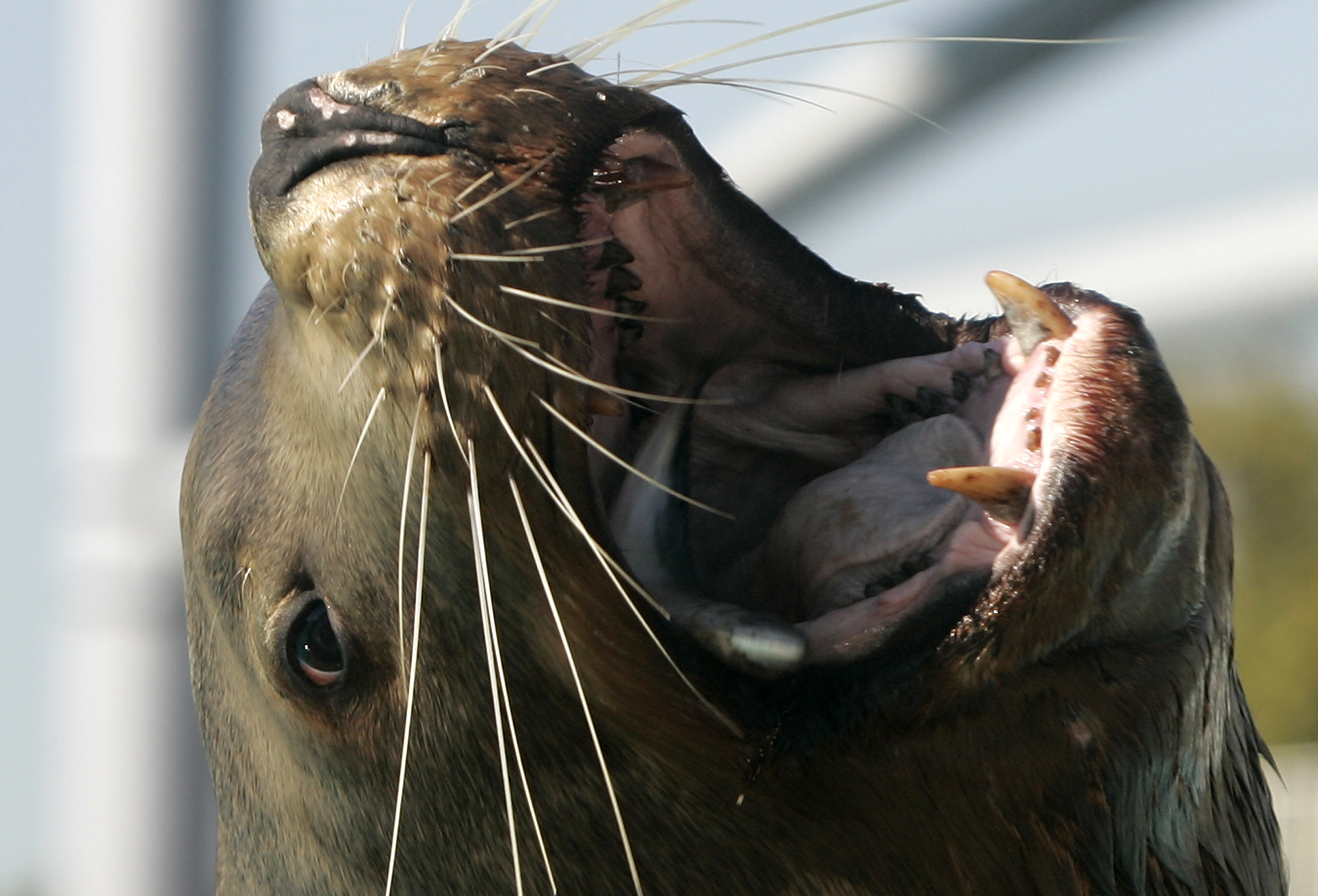 WATCH: Stranded sea lion on San Diego freeway guided to safety by good Samaritans
