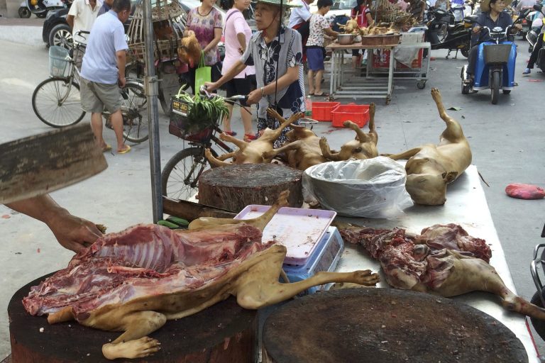 A vendor chops dog meat for sale at a market ahead of a dog meat festival in Yulin, in south China's Guangxi Zhuang Autonomous Region, Monday, June 20, 2016. Lara Trump and several key politicians are pushing to end the practice.