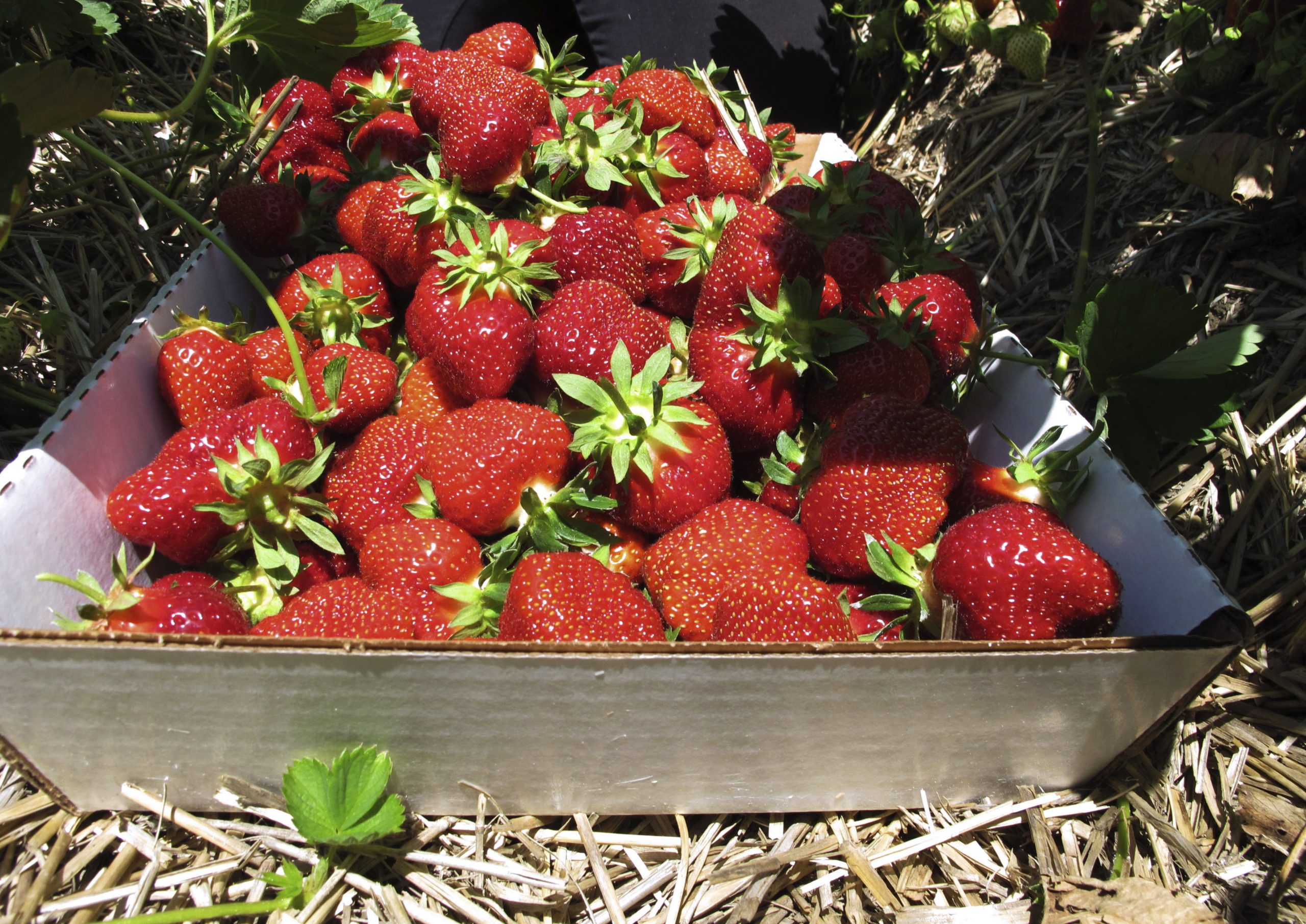 FDA issues warning about organic strawberries after hepatitis A outbreak