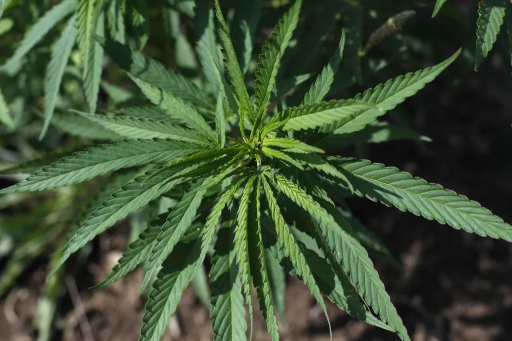 Illinois hemp growers struggle during pandemic