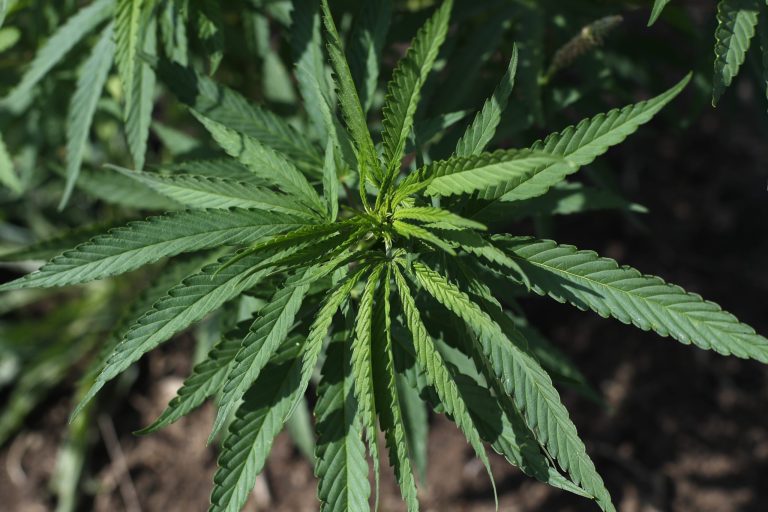 FILE - In this Aug. 21, 2019 file photo, an industrial hemp plant is shown in Clayton Township, Mich. (AP Photo/Paul Sancya, File)