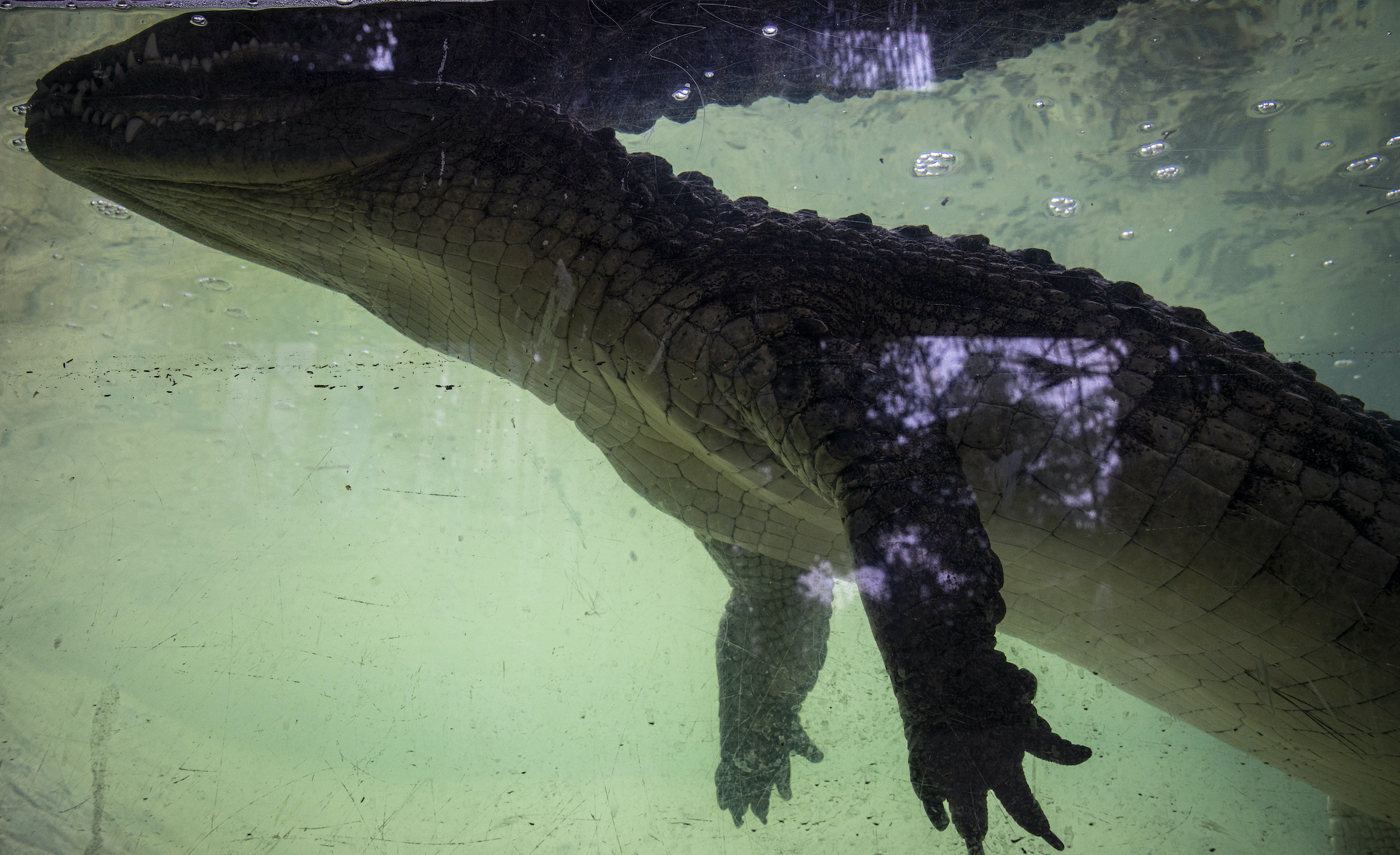 Bystander wrestles alligator to save trainer who was trapped in animal’s jaws