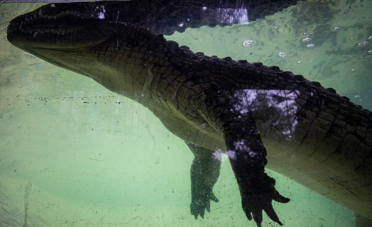 Bystander wrestles alligator to save trainer who was trapped in animal’s jaws
