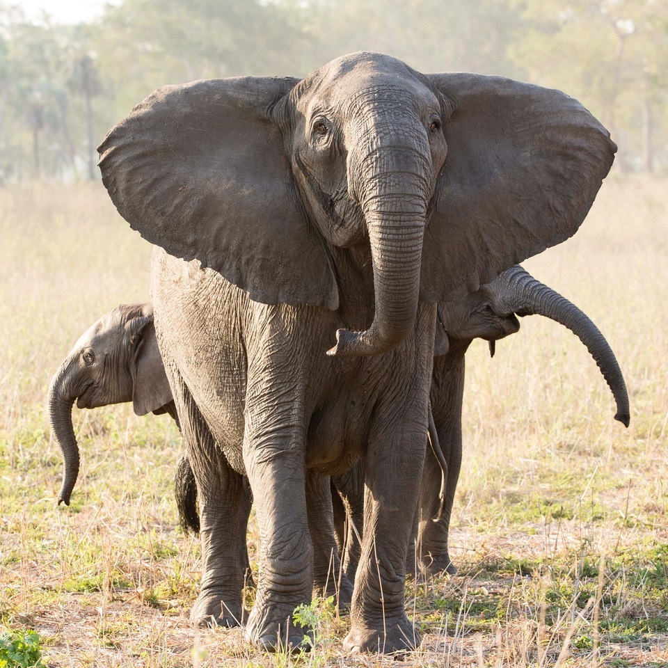 Ivory poaching causes ‘rapid evolution’ of tuskless elephants: Study
