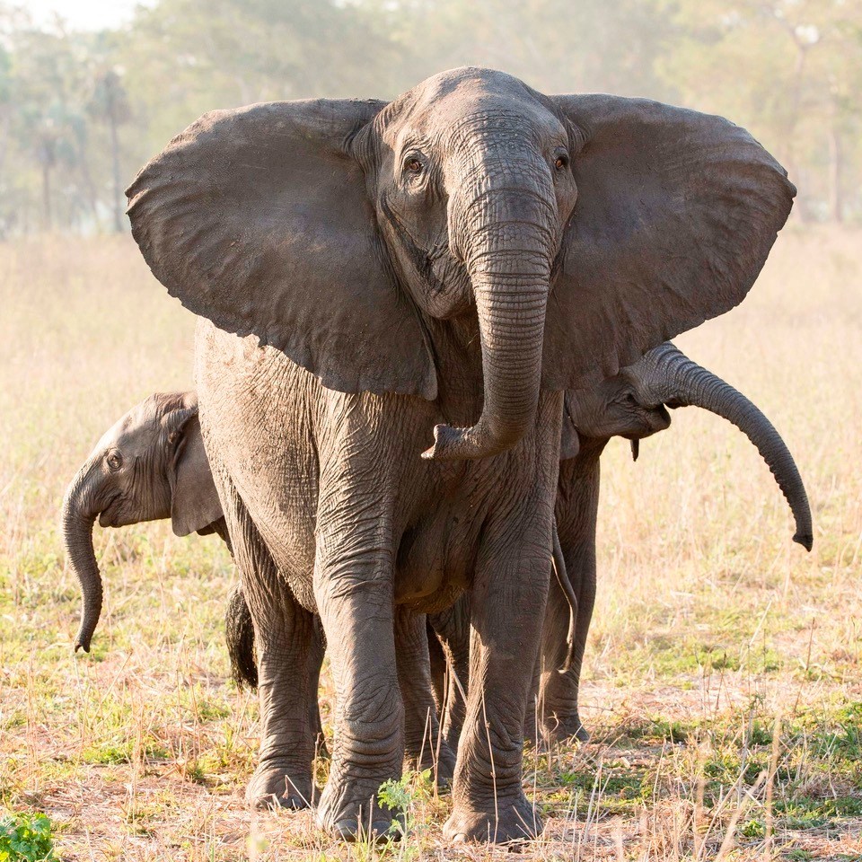 Ivory poaching causes ‘rapid evolution’ of tuskless elephants: Study