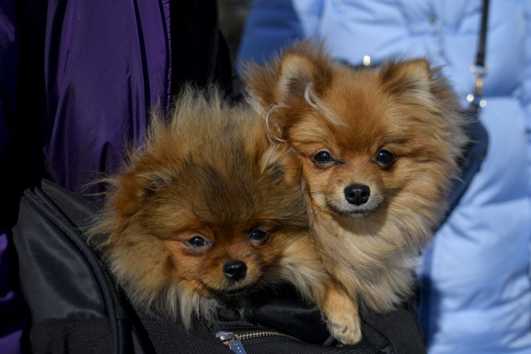Russian invasion leaves countless pets misplaced, and volunteers struggle to provide