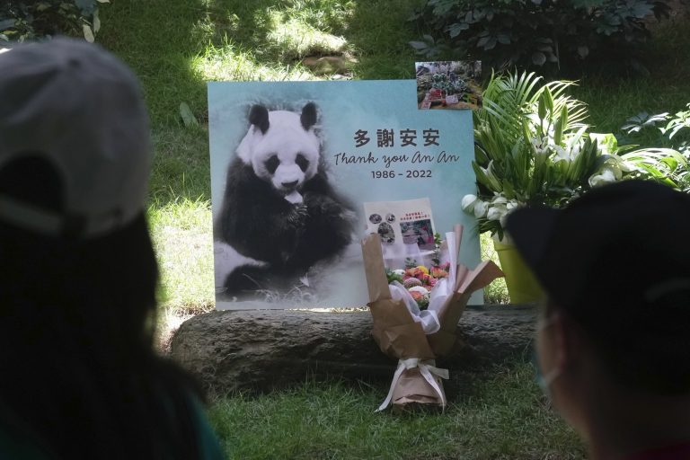 Longest-living male panda at Hong Kong Zoo dies at 35
