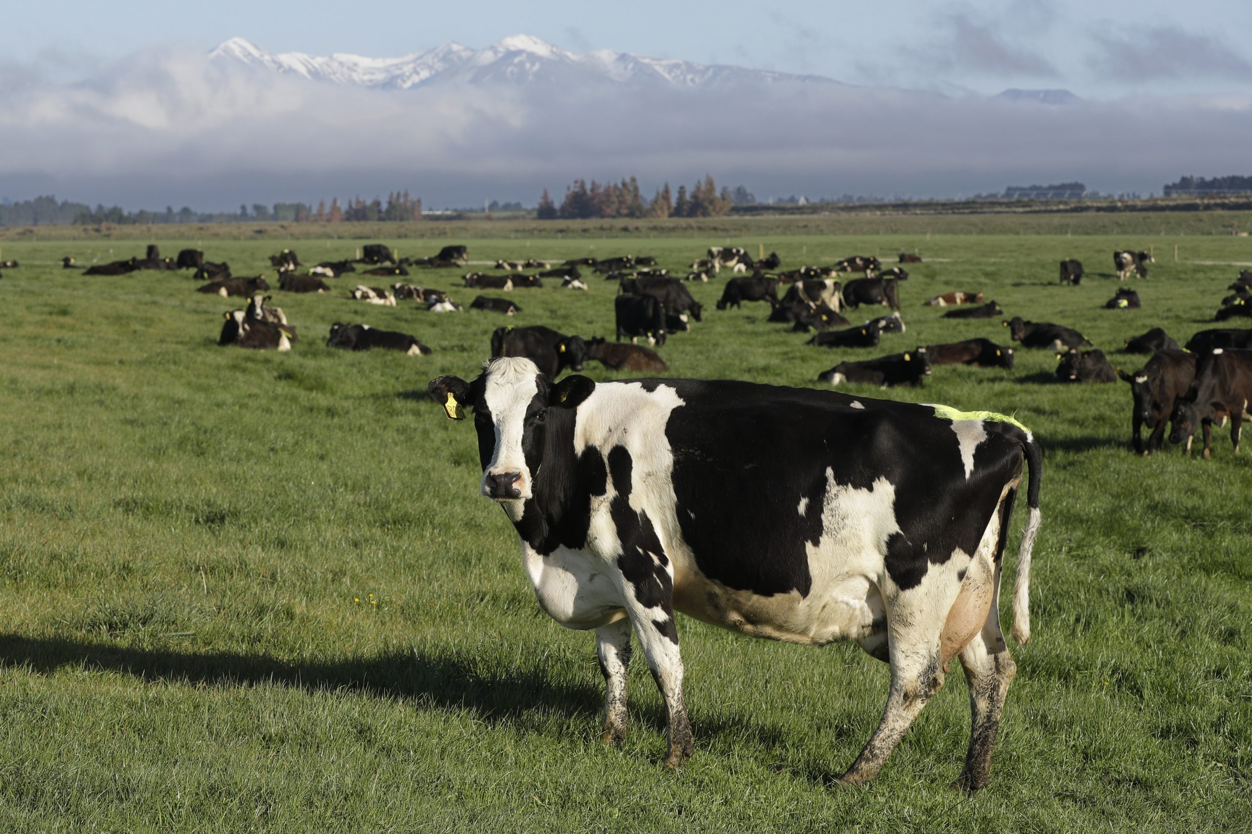 New Zealand scientists feed cows ‘Kowbucha’ to reduce methane-emitting burps