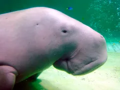 Dugong in danger: Marine mammal on threatened species Red List