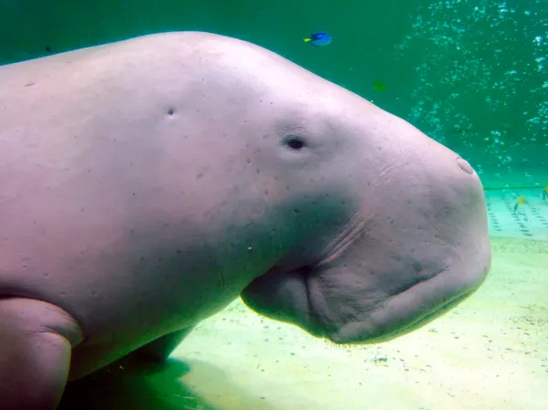 Dugong in danger: Marine mammal on threatened species Red List
