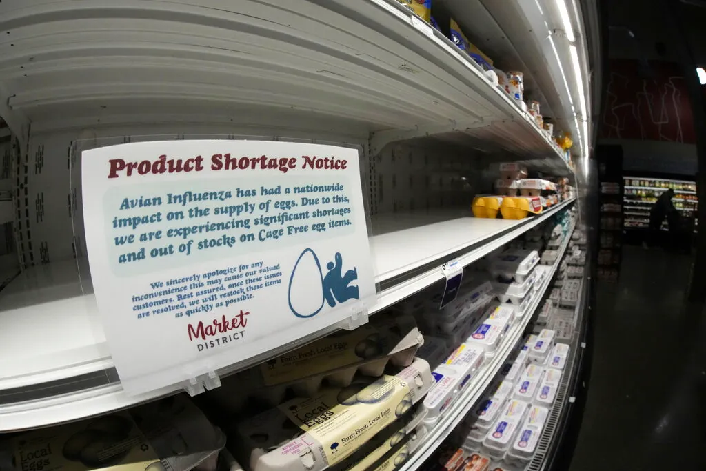 Bird flu outbreak spurs fears it could fuel next pandemic