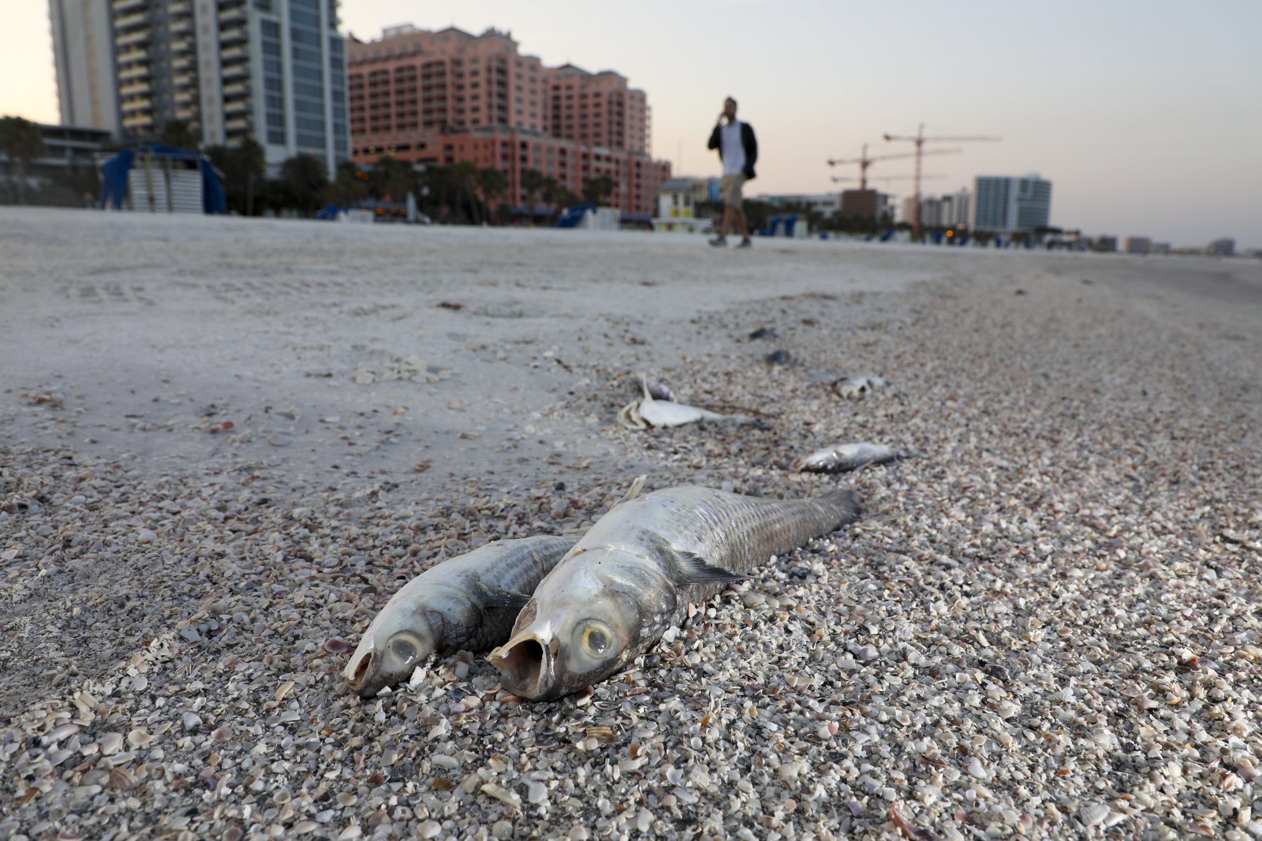 Red Tide Florida