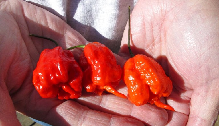 Spicy ‘One Chip Challenge’ lands three teenagers in hospital