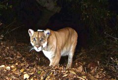 $90 million freeway crossing for cougars in Los Angeles a world first