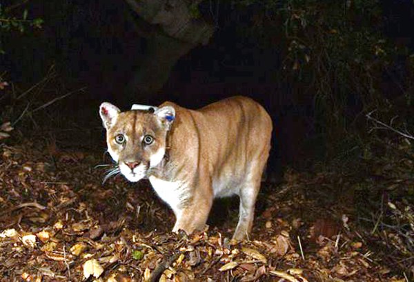 Los Angeles mourns death of cougar P-22 with memorials planned
