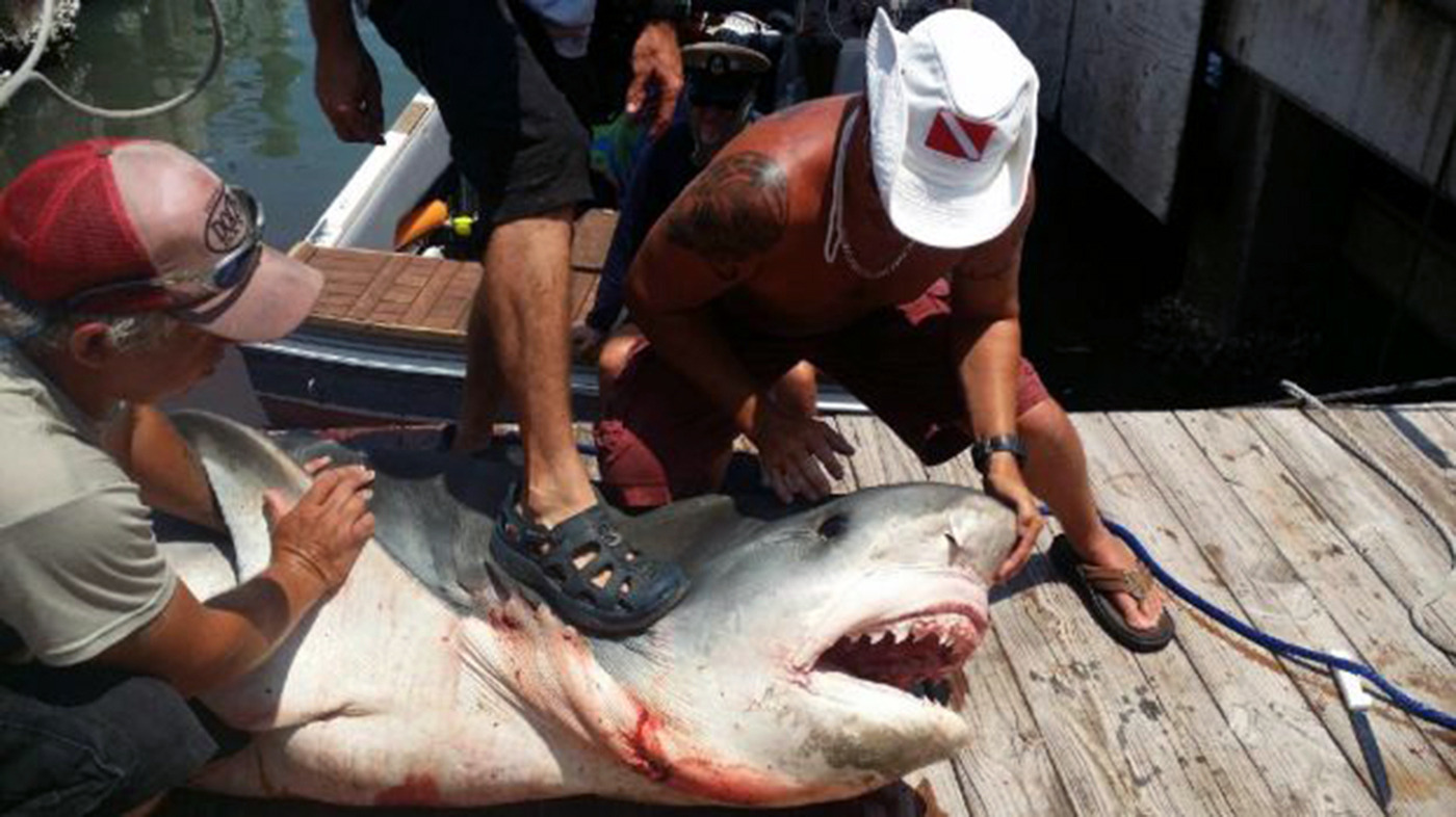 Texas fisherman catches 809-pound tiger shark