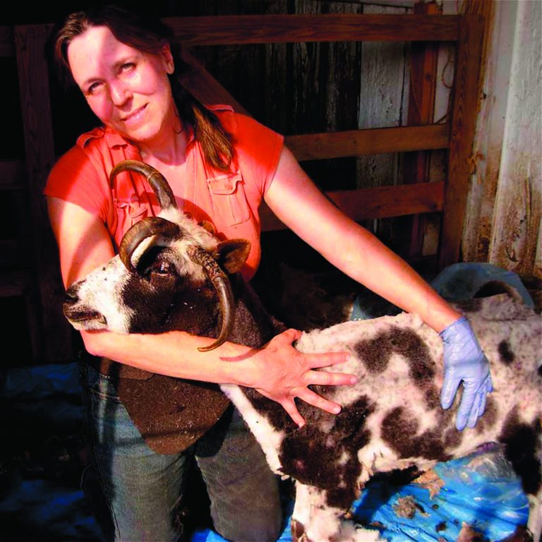 Anne Shroeder with Brambles the sheep. (Submitted photo)