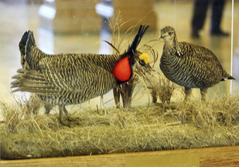 In 2011, the U.S. Fish and Wildlife Service entered into a consent decree with like-minded environmental groups to settle a lawsuit over the endangered species listing status of the lesser prairie chicken, above, and 250 other species. (AP Photo)