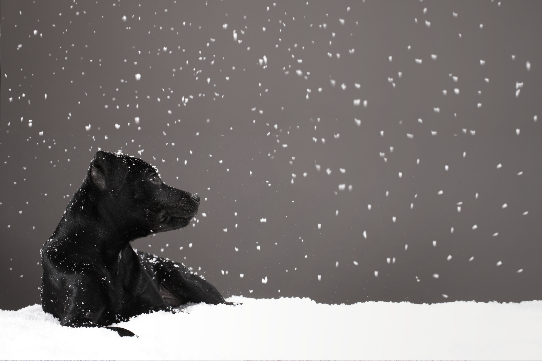 Meghan Cox Gurdon: Billy the Wonder Dog has his moment in the snow