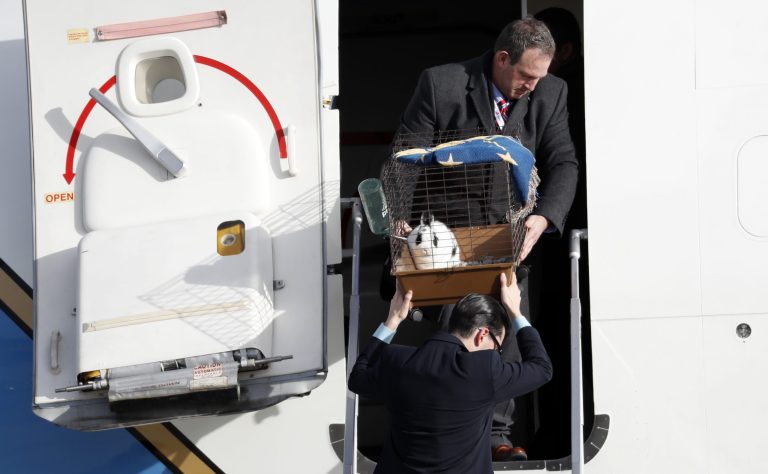 The Pence family pets have been an integral part of the second family's move to Washington. (AP Photo/Alex Brandon)