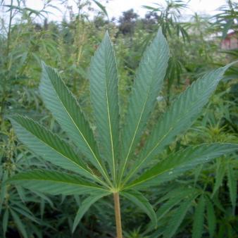 Colorado Kicks Off $5.7 Million Campaign to Encourage ‘Safe’ Pot Use