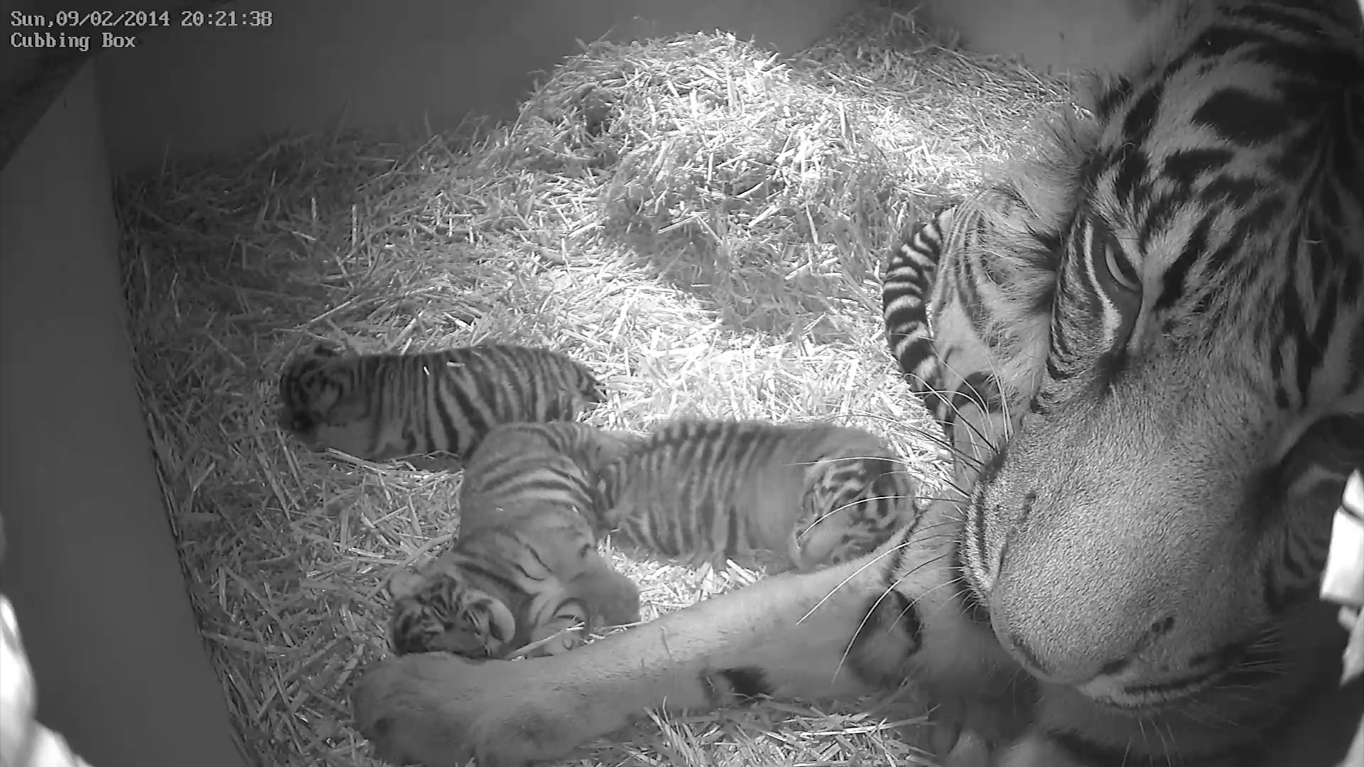 Endangered tiger cub triplets born in London