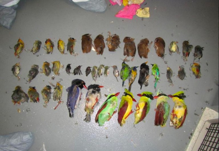 Of the 93 exotic birds he trapped in his suitcases for the flight, only eight survived. (CBP)