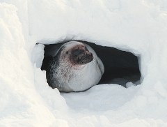 Federal government lists 2 ice seals as threatened