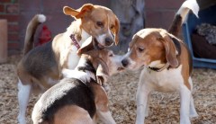 NIH spent millions on experiments in which puppies were injected with cocaine