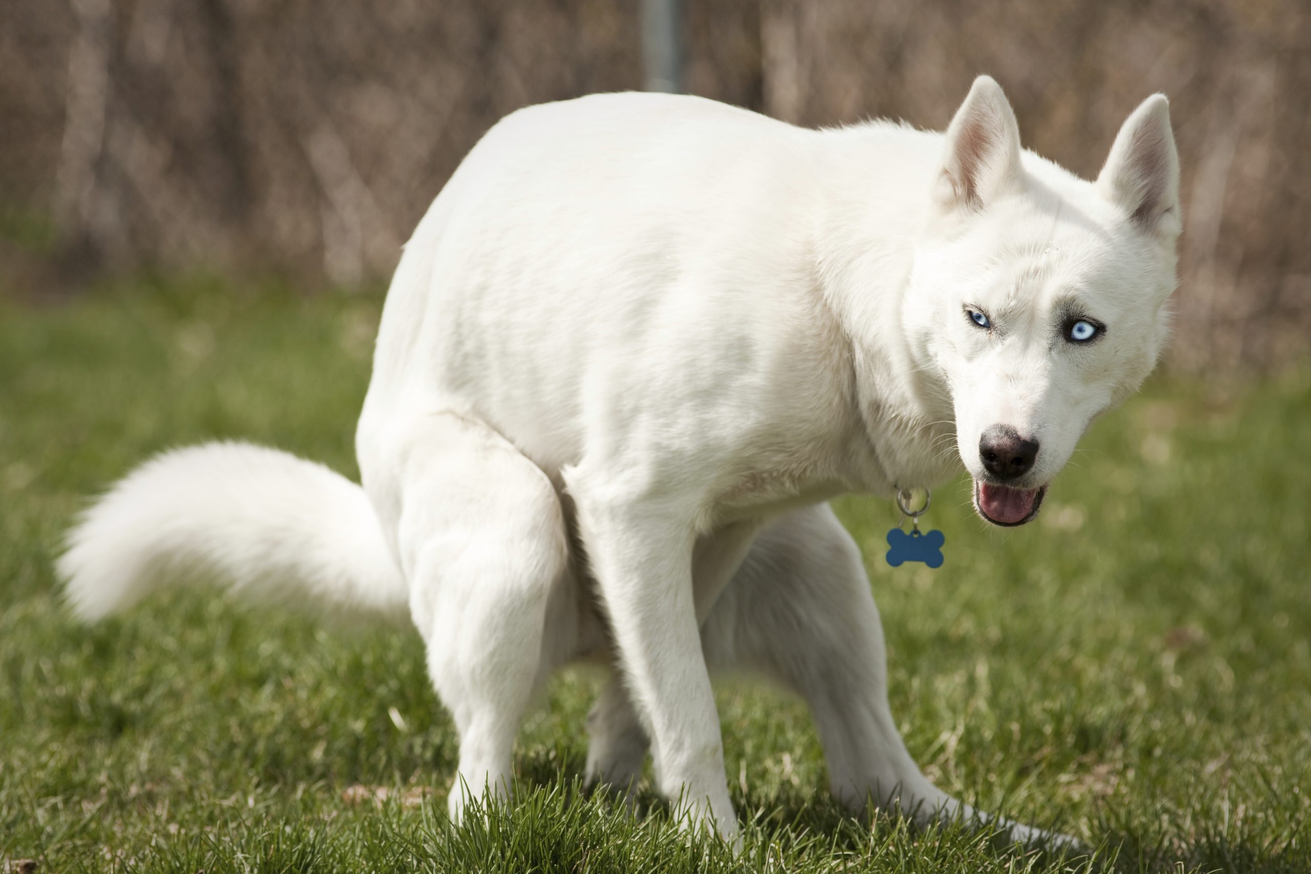 Dog poop more popular than Congress: Poll