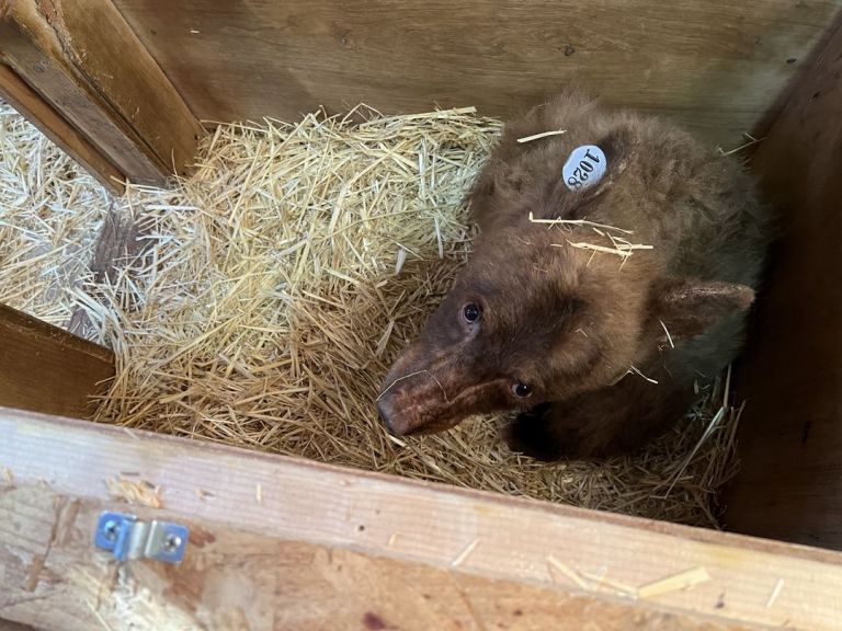 Seiad, a rescued black bear cub, escaped from the Tahoe Wildlife Center on Feb. 9, 2023.