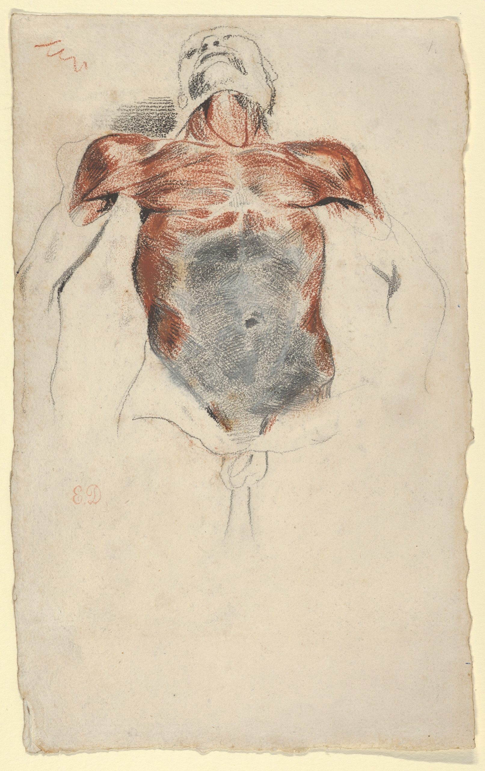 A Delacroix écorché—a depiction of musculature—of a cadaver, in chalk and graphite (1828?)