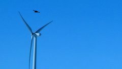 Wind energy company pleads guilty to eagle deaths