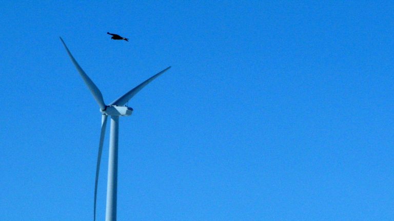 FILE - In this April 18, 2013, file photo, a golden eagle is seen flying over a  wind turbine on Duke energy's top of the world wind farm in Converse County Wyo. For the first time, the Obama administration is taking action against wind farms for killing eagles. In a settlement announced Friday, Nov. 22, Duke Energy will pay $1 million for killing 14 golden eagles over the past three years at two Wyoming wind farms. The company says it pleaded guilty to misdemeanor charges under the Migratory Bird Treaty Act. (AP Photo/Dina Cappiello, File)