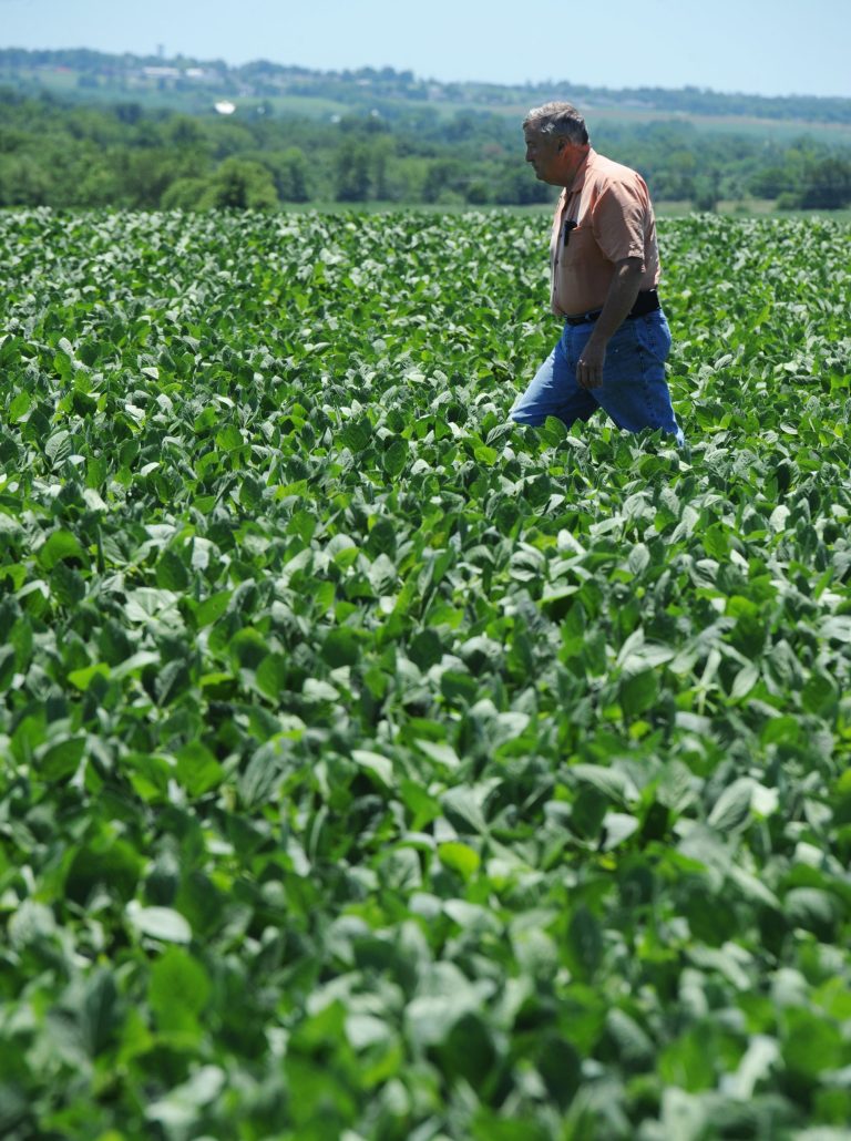 Neal Bredehoeft of Alma, Mo., in Lafayette County, walks through a field of soybeans checking it for signs of threatening insects or disease. Farming could be on track to become a right, written into law alongside the freedom of speech and religion. Some powerful agriculture interests want to declare farming a right at the state level as part of a wider campaign to fortify the ag industry against crusades by animal-welfare activists and opponents of genetically modified crops. (AP Photo/T. Rob Brown)