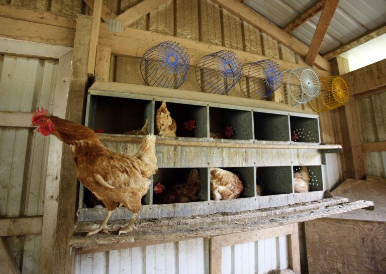 FILE - This Aug. 24, 2010 file photo shows chickens in Sparks, Md. The Obama administration is overhauling poultry plant inspections for the first time in more than 50 years, a move it says could result in 5,000 fewer foodborne illnesses each year. The final rules announced Thursday would reduce the number of government poultry inspectors by around a fourth. But those that remain will focus more on food safety than quality, requiring them to pull more birds off the line for closer inspections and encouraging more testing for pathogens. There would also be more inspectors checking the facilities to make sure they are clean. (AP Photo/Rob Carr, File)