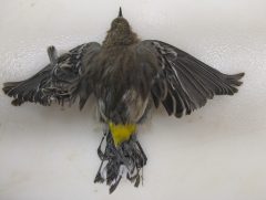Emerging solar plants scorch birds in midair