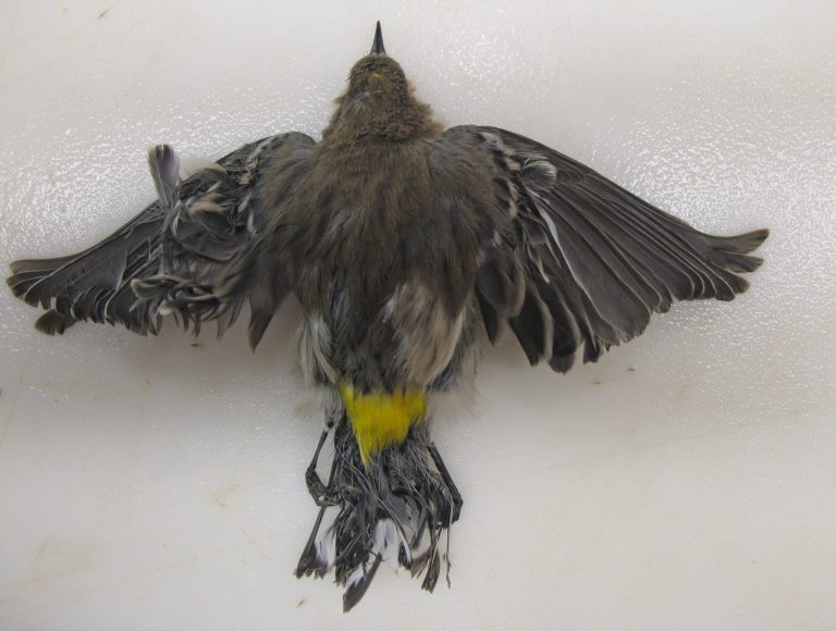 This October 2013 photo provided by the U.S. Fish and Wildlife Service shows a burned Yellow-rumped Warbler that was found at the Ivanpah solar plant in the California Mojave Desert. Workers at a state-of-the-art new solar plant have a word for the birds that fly over the plantâs five-mile field of mirrors, âstreamers,â for the puff of smoke as the birds ignite in mid-air and fall singed to the ground. (AP Photo/U.S. Fish and Wildlife Service)