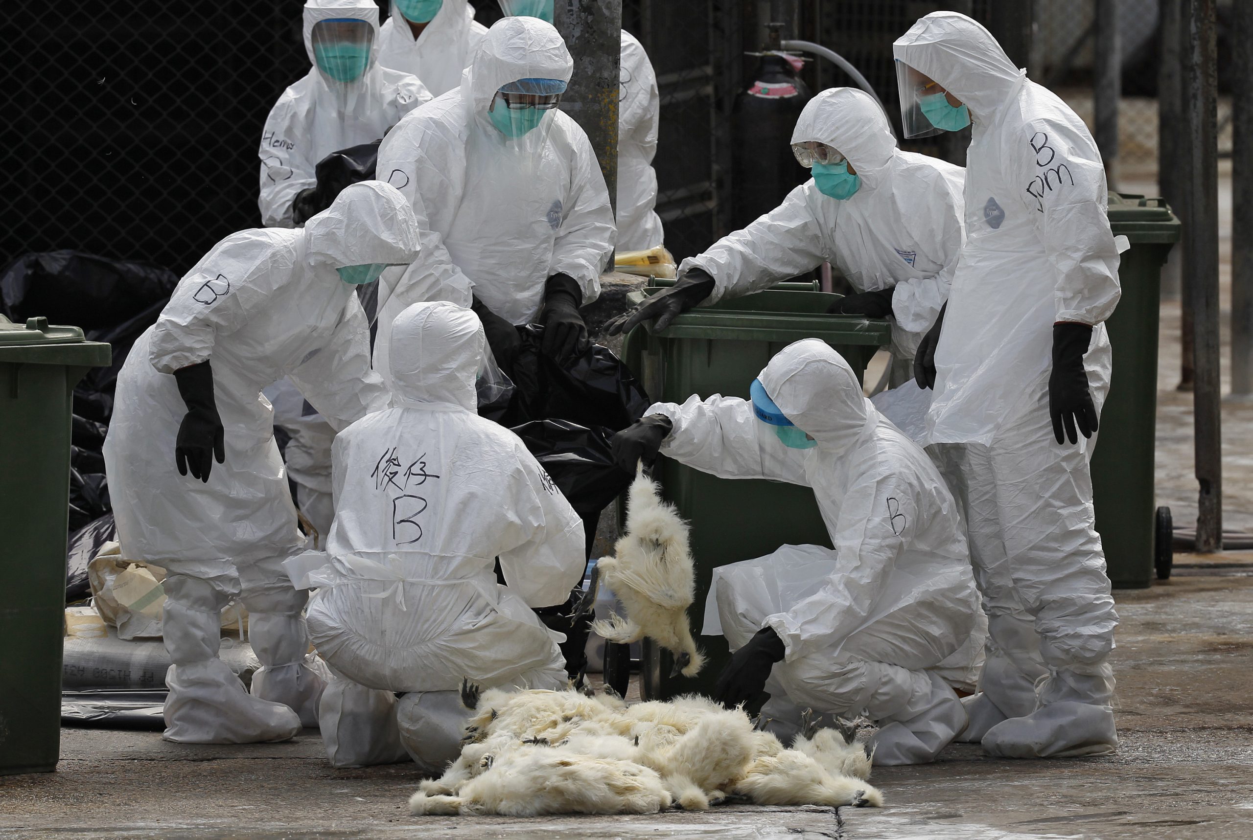 Bird flu, the next pandemic?