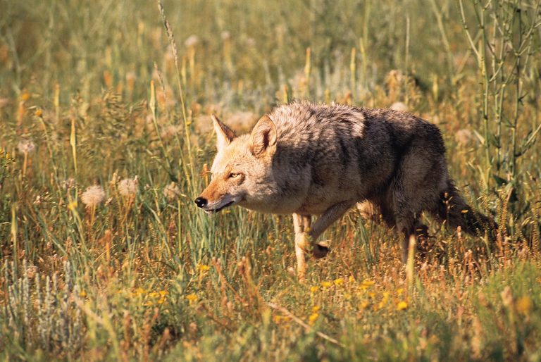 Coyote sightings have been confirmed in Arlington County, leaving residents fearful for the lives of their pets. (Photo: Thinkstock)