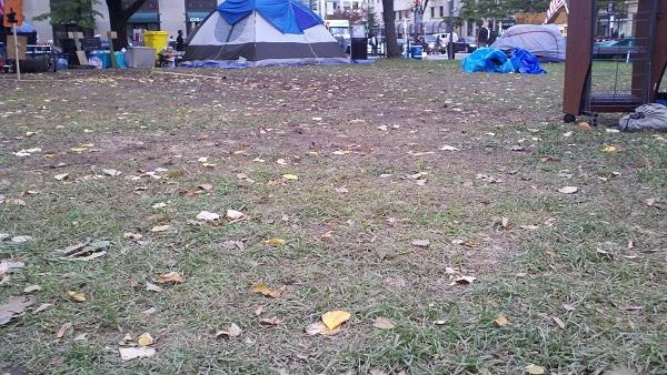 ‘Occupiers’ killing stimulus-funded sod in D.C.