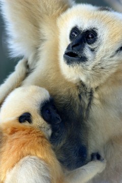 Gibbon from popular Rhode Island zoo exhibit dies