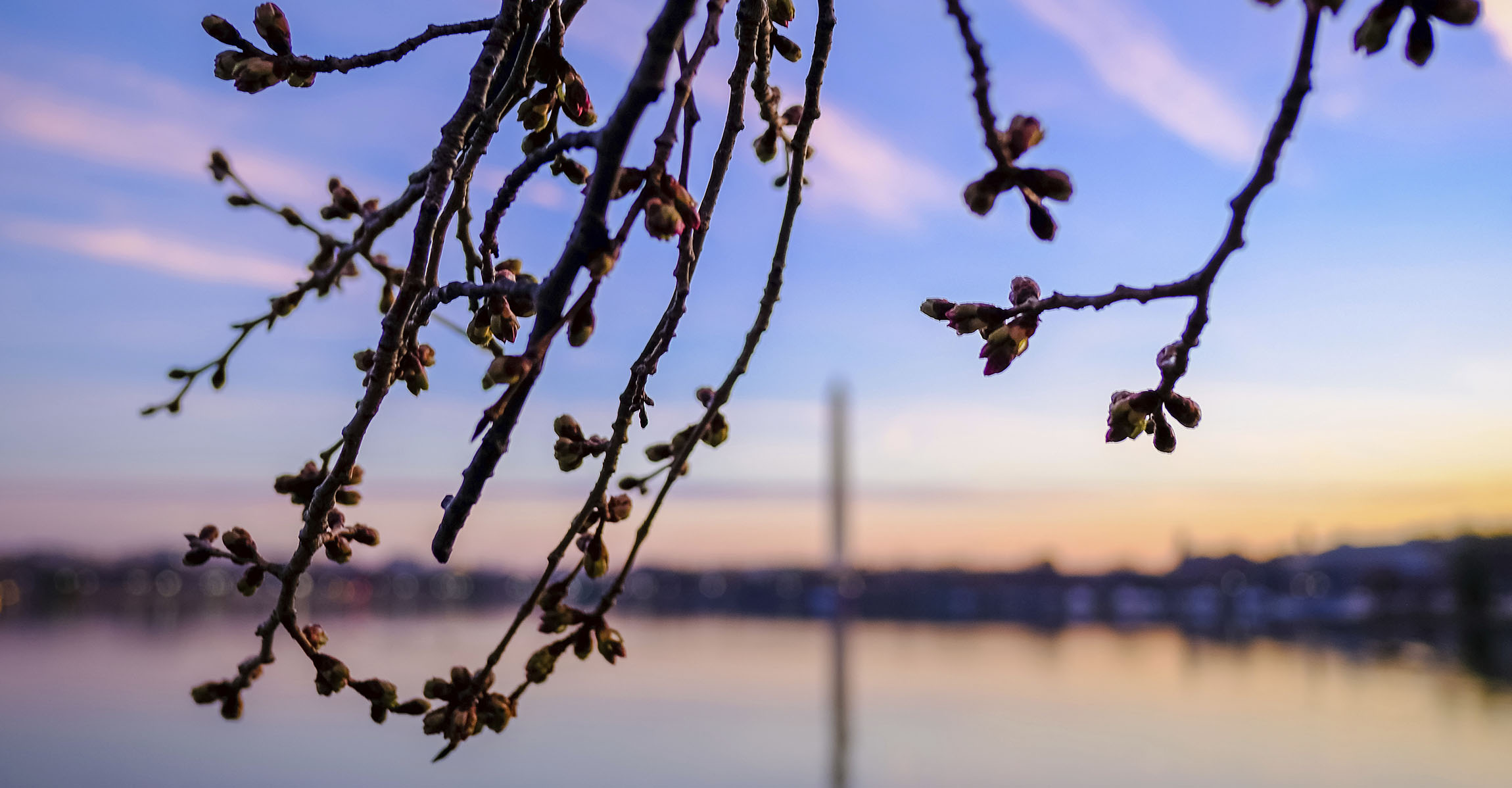 Paddleboaters at DC Cherry Blossom Festival find dead body in Tidal Basin