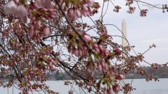 DC cherry blossoms: Top places to get your fix around Washington