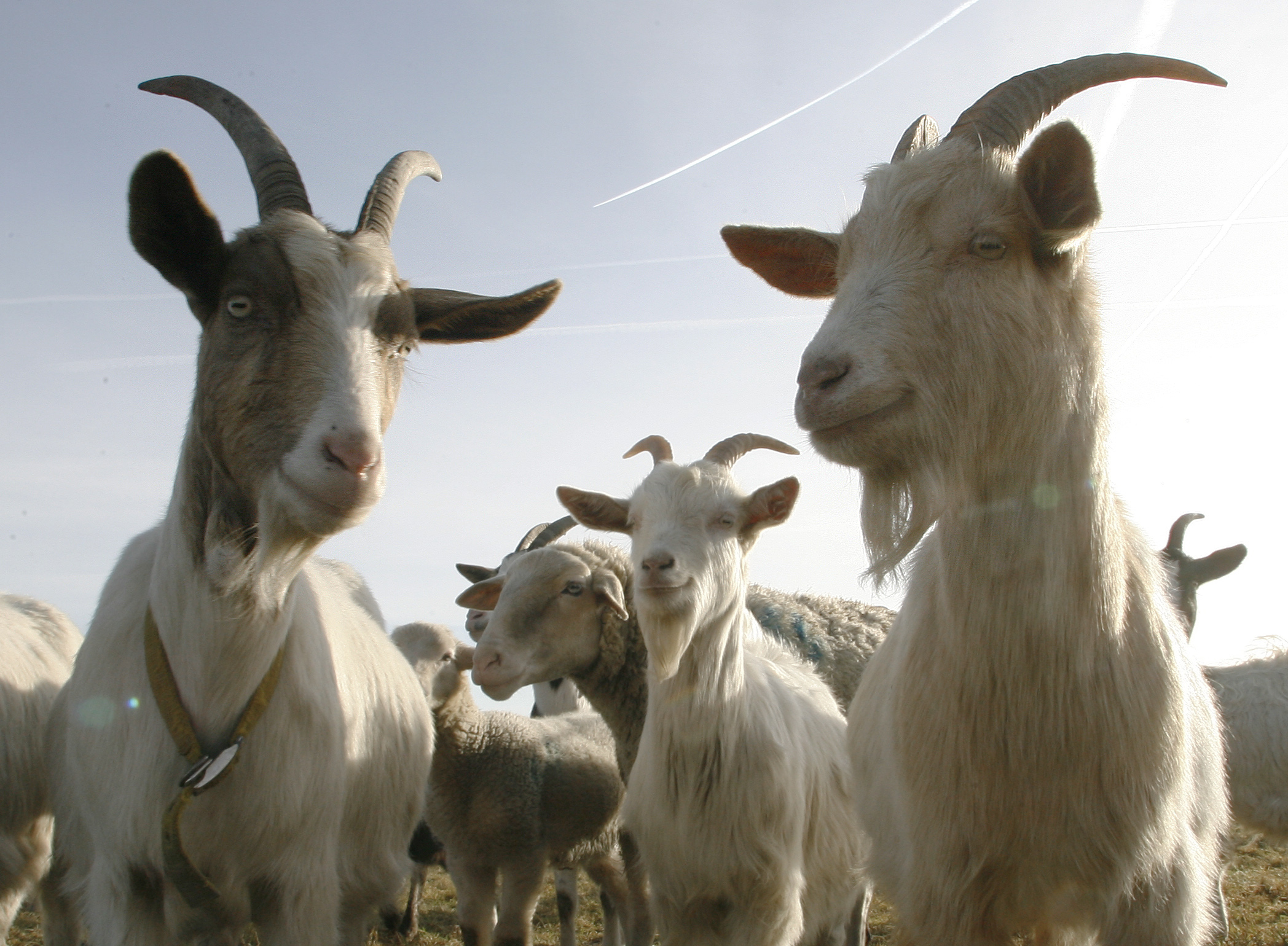 Fla. farm names goat after Malia Obama, invites her to spend gap year there