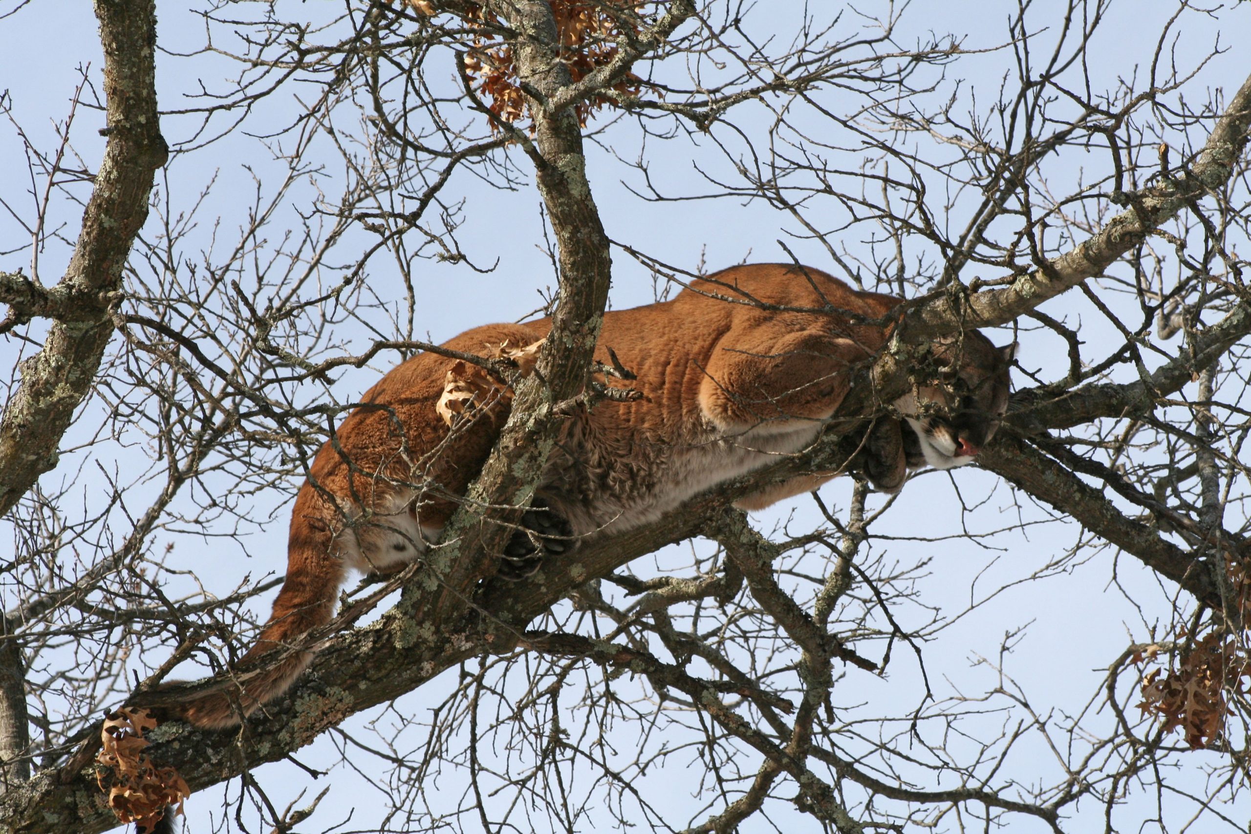 UPDATED: Possible mountain lion spotted lurking in DC