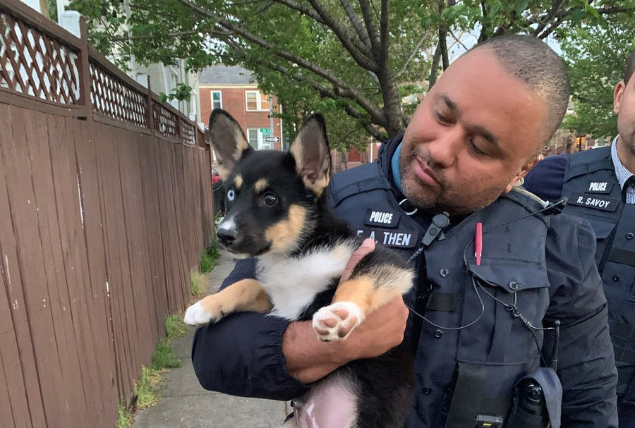 One puppy rescued after pair of armed dognappings in DC