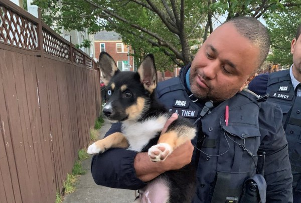 One puppy rescued after pair of armed dognappings in DC