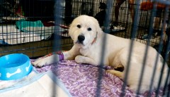 ‘You deserve to be under the jail’: Suspect charged with starving dogs