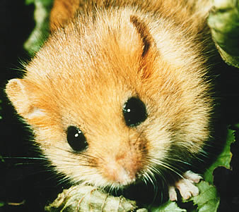 Conservative watchdog group obtains FDA records on purchases of fetal tissue for ‘humanized mice’ research